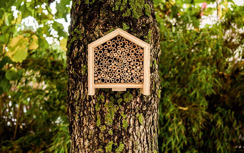 Ein Zuhause für Braunschweiger Wildbienen