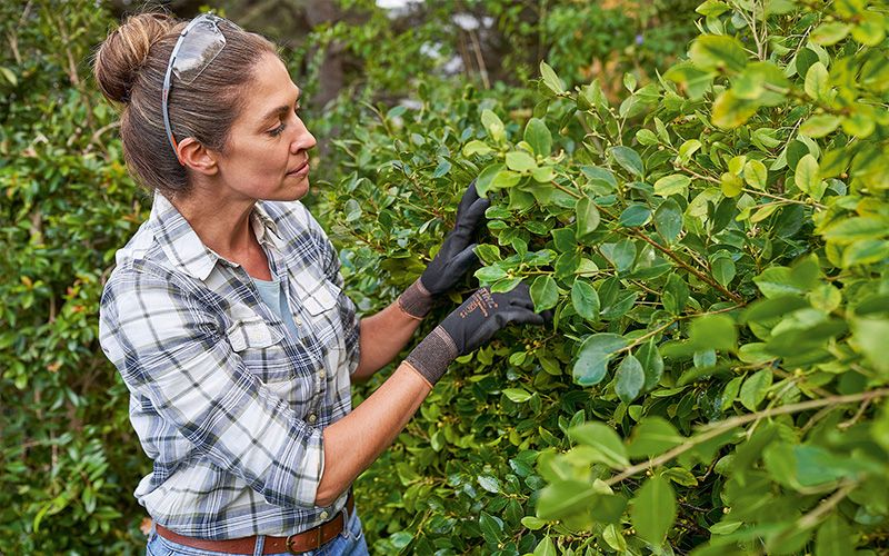 Schöne Aussichten für den grünen Gartenzaun