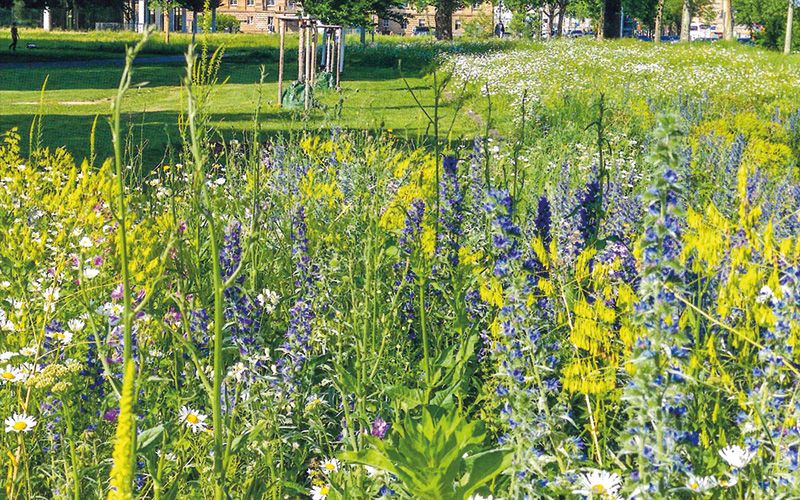 Braunschweiger Wildbienen- und Hummelmischung in der Touristinfo erhältlich